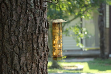 Bird Feeder