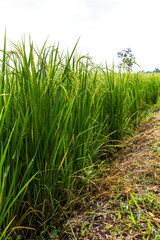 Low angle view of rice grown in the field seen through the trees