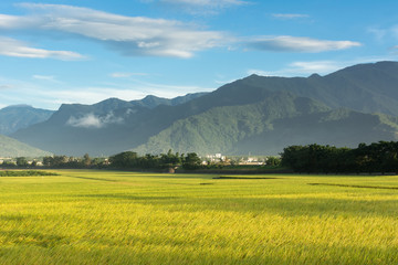 golden paddy rice farm