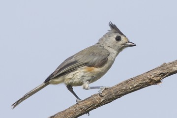 Black-Crested Titmouse Perching on Branch