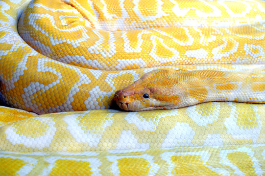 python albino