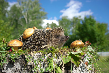 Hedgehog and mushrooms.