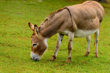 Brown and white donkey