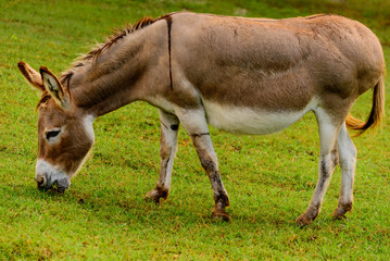 Brown and white donkey