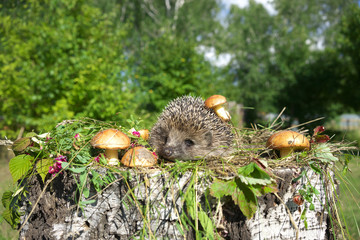 Hedgehog and mushrooms.