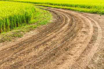 Traces wheel vehicle on a curve road in paddy soil