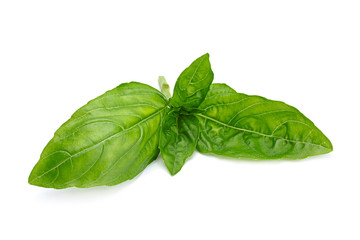 Fototapeta premium Basil herb leaf