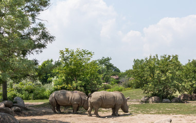 Rhinos in zoo