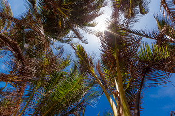 Under the Palm Trees