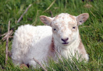 Lamb in field near Llangrannog, Cardigan coast