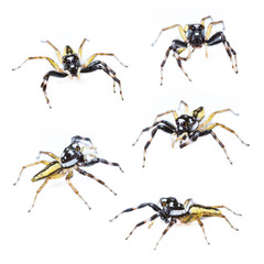 Isolated Male Chrysilla Versicolor Jumping Spider