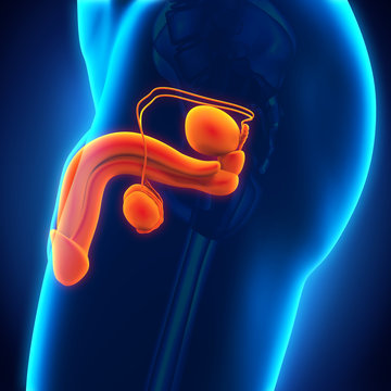 Male Reproductive System