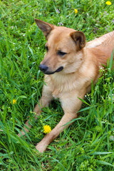 Funny cute dog, outdoors