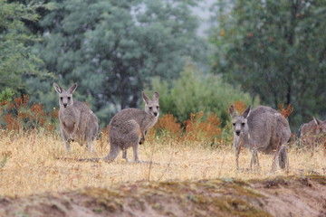 Kangaroos near Mt Bulla Victoria Australia 2