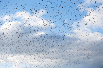 Many starlings flying together in summer evening