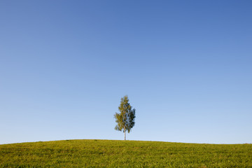 Fototapeta na wymiar Lonely tree, blue sky background