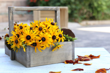 Beautiful Rudbeckia flowers in wooden basket on table, outdoors