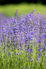 blooming lavender