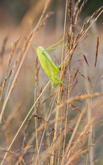 Big green grasshopper on a hay straw