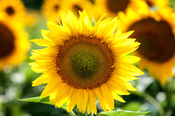 Sunflower