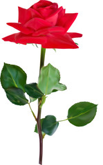 bright red rose flower illustration