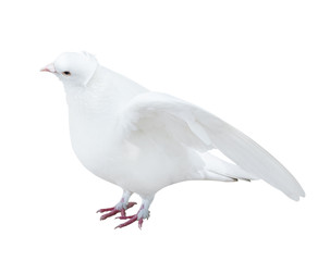isolated white color pigeon with disclosed wings