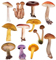 set of twelve edible mushrooms isolated on white