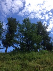 alberi sulla collina