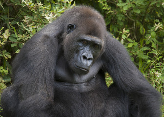 Gorille