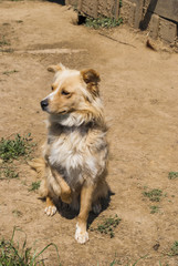 Dog on farm © marko