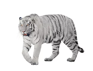 Papier Peint photo Lavable Tigre grand tigre albinos isolé sur blanc