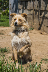 Dog holding front leg up