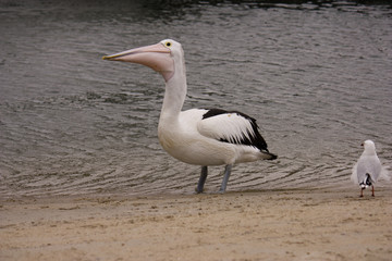 Ninty Miles beach
