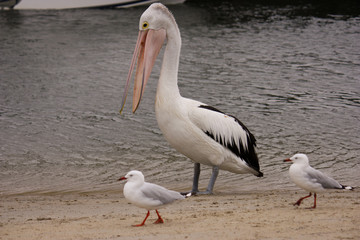 Fototapeta premium Ninty Miles beach