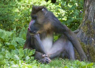Mandrill