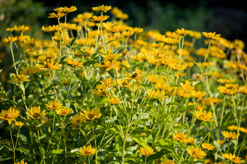 Little cute yellow flowers