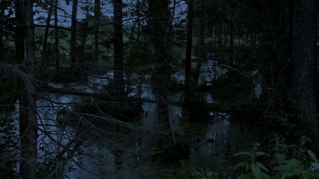 Swamp in the forest at night.