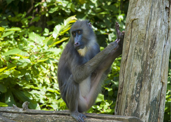 Mandrill