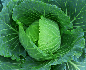 Fototapeta na wymiar Cabbage in the garden