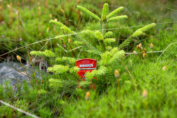 Rote Telefonzelle im Wald