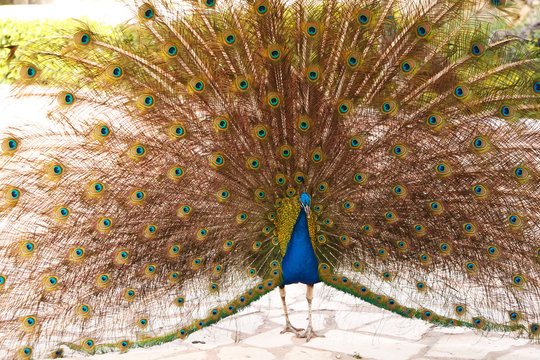 Male Peacock on Displaying Feathers