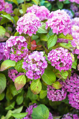 Hydrangea bush