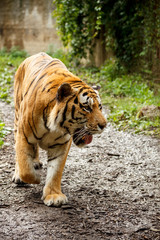 Bengal tiger