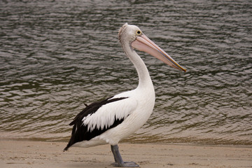 Ninty Miles beach