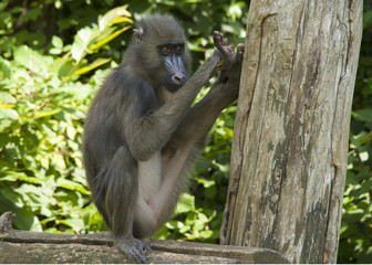Mandrill
