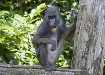 Mandrill