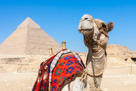 Camel with Pyramids in background