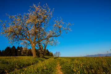 Fototapeta premium Trees