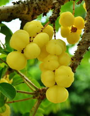 star gooseberry tropical fruit in Thailand
