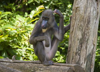 Mandrill